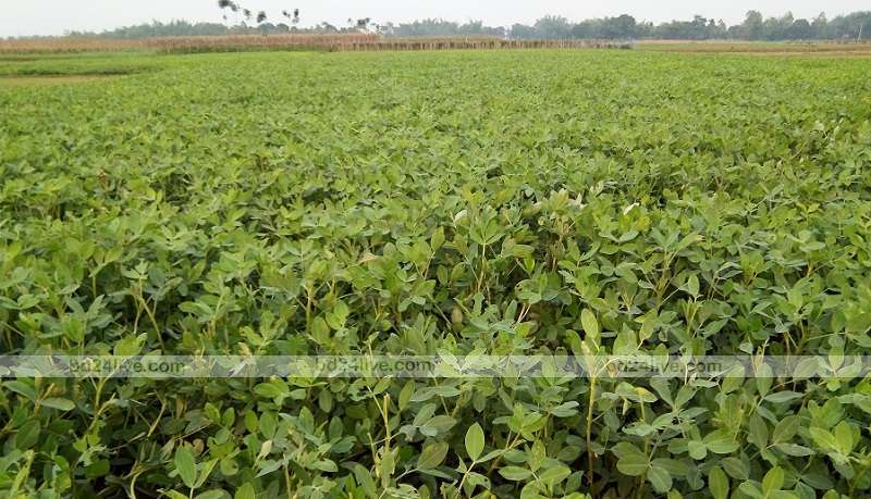 বাদাম চাষে সম্ভাবনা