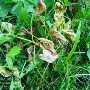 মাসকলাইয়ের নেতিয়ে পড়া রোগ