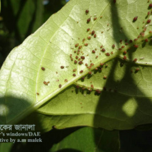 জামরুলের জাব পোকা