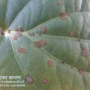 গোল মরিচের লাল মরিচা রোগ