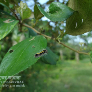 কুলের বিছা পোকা