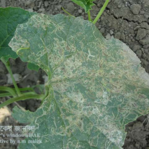 ঝিঙ্গার পাতা সুড়ঙ্গকারী পোকা