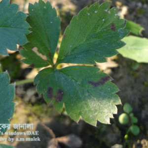 স্ট্রবেরির পাতার দাগরোগ