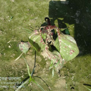 পুইশাকের পাতার দাগরোগ