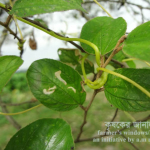 কুলের পরগাছা সমস্যা