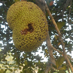 কাঠালের ফলছিদ্রকারী পোকা